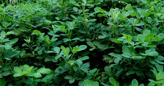 花生怎么施用葉面肥？花生葉面肥施用技術(shù)